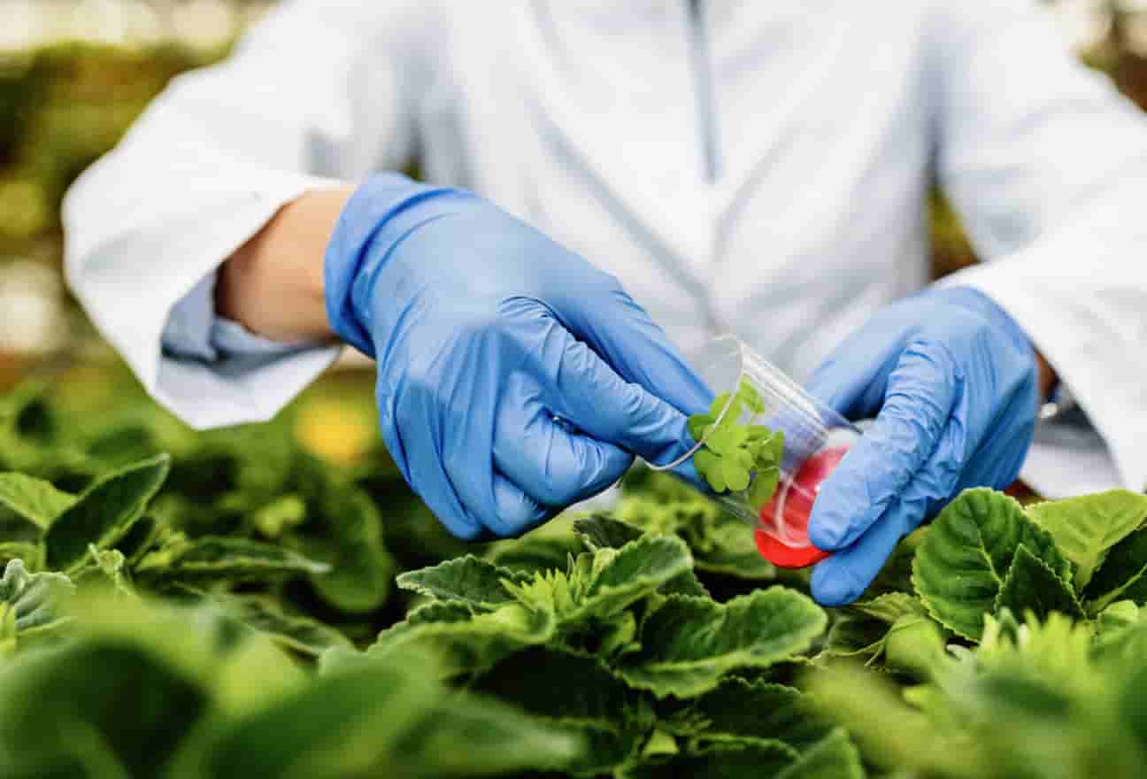 En este momento estás viendo La revolución de la biotecnología agrícola y su impacto en la seguridad alimentaria.
